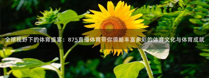 全球视野下的体育盛宴：875直播体育带你领略丰富多彩的体育文化与体育成就